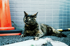 猫撮り散歩934