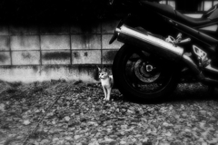 猫撮り散歩1189