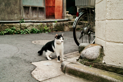 猫撮り散歩1299