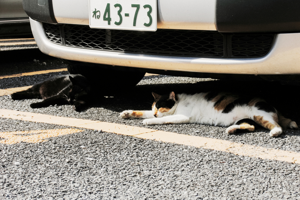 猫撮り散歩1286