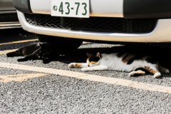 猫撮り散歩1286