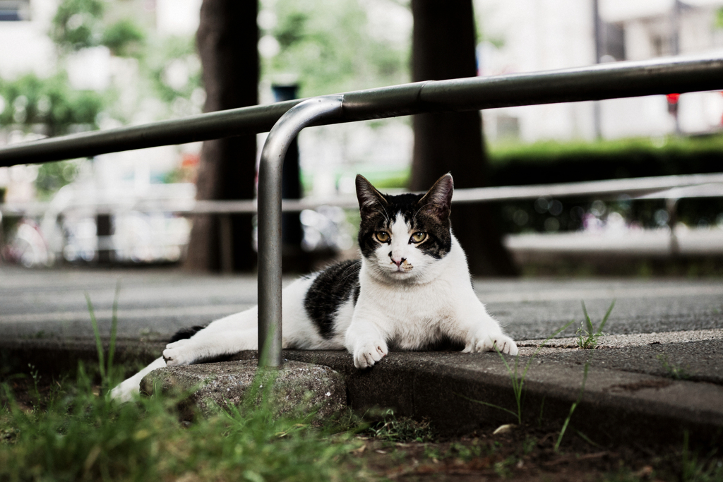 猫撮り散歩1803
