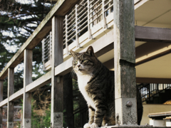 猫撮り散歩837