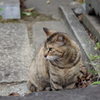 キジトラ猫