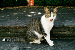 猫撮り散歩1194