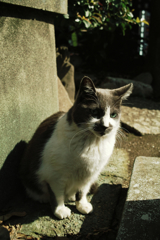 猫撮り散歩1186
