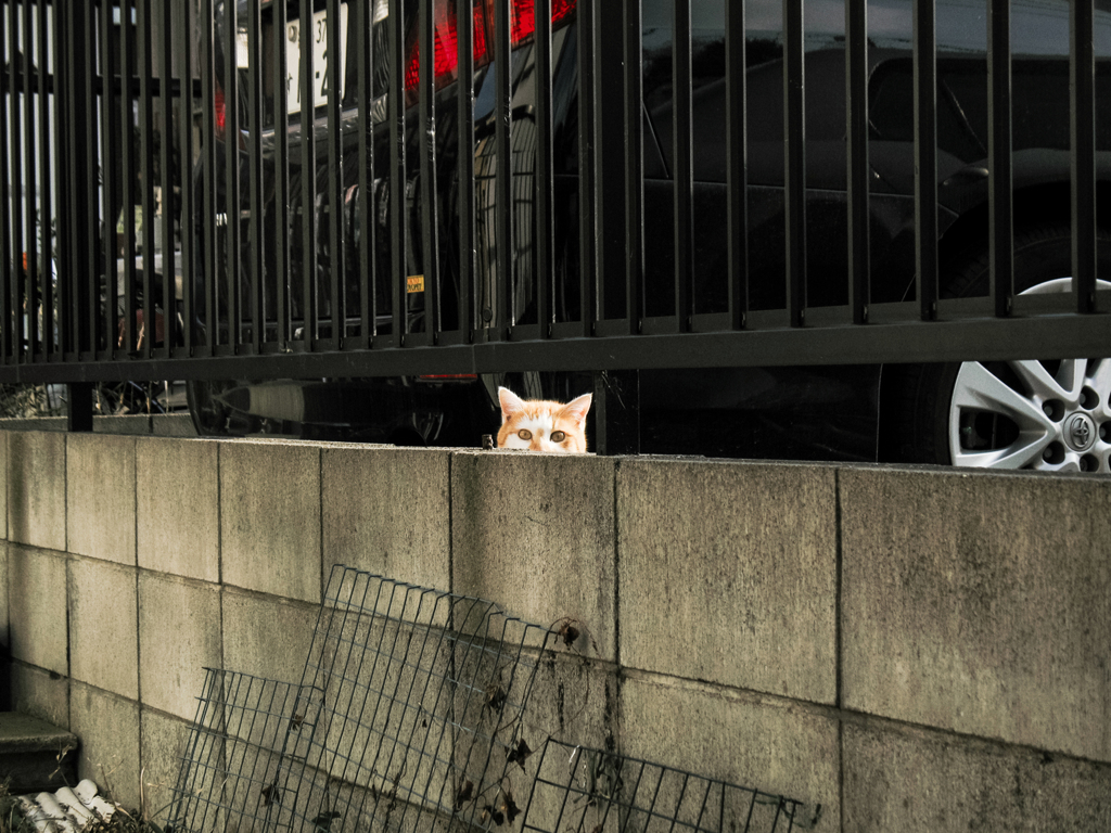 猫撮り散歩2267