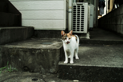 猫撮り散歩1806