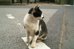 猫撮り散歩253