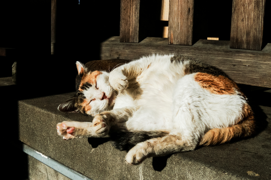 猫撮り散歩2139