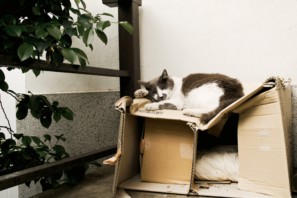 猫撮り散歩2294
