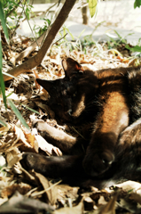 猫撮り散歩1106