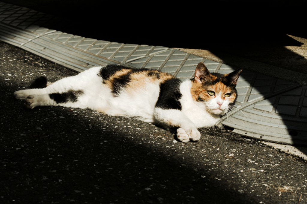 猫撮り散歩1384