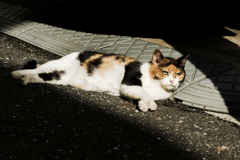 猫撮り散歩1384