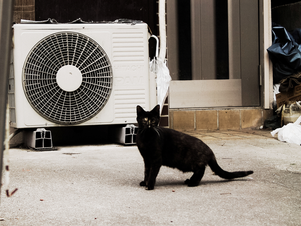 猫撮り散歩1045