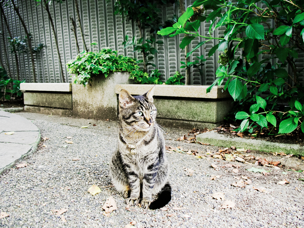 猫撮り散歩2206