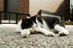 猫撮り散歩1113