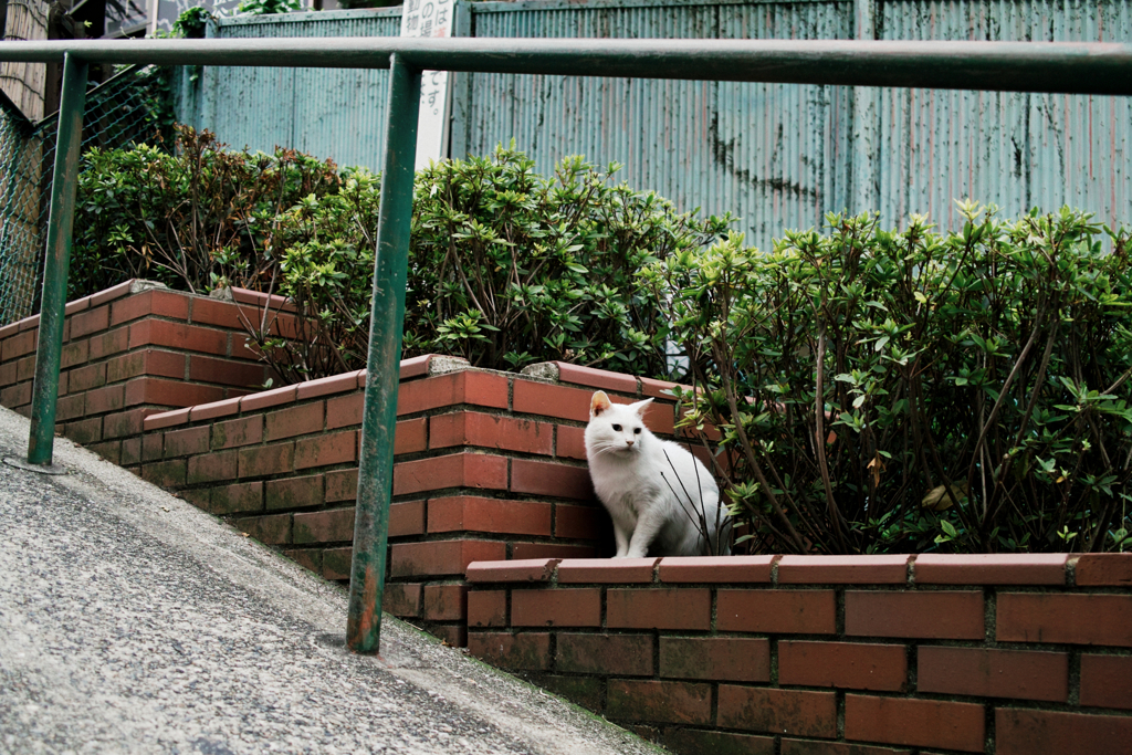 猫撮り散歩1208