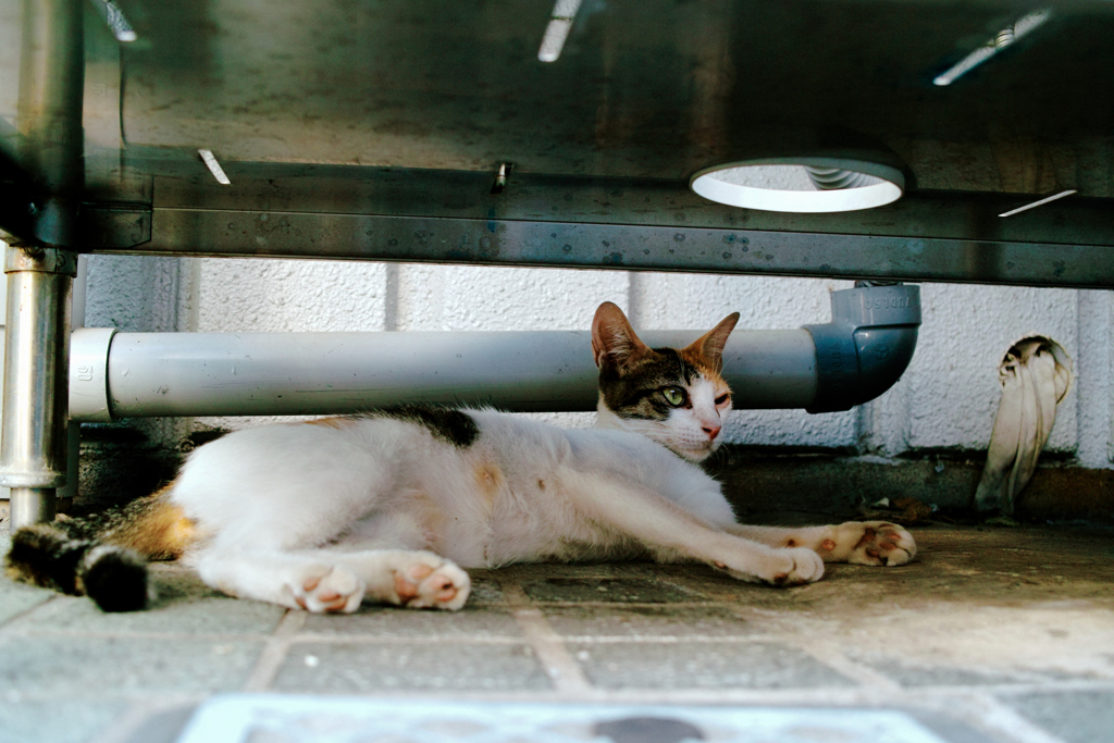 猫撮り散歩1554
