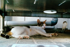 猫撮り散歩1554