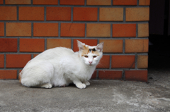 猫撮り散歩43