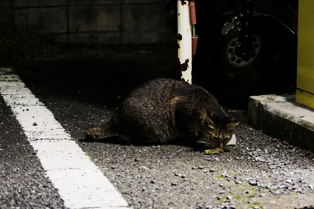 猫撮り散歩857