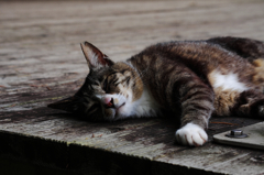 猫撮り散歩SZS-20 "Garden cats of One day"