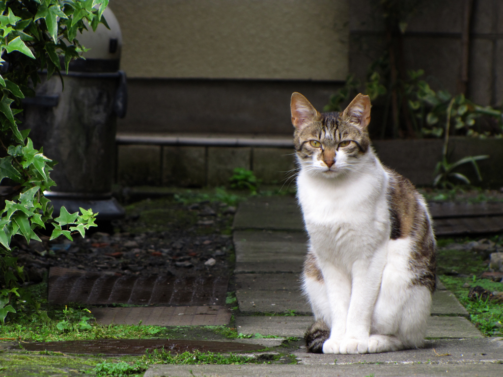 猫撮り散歩74