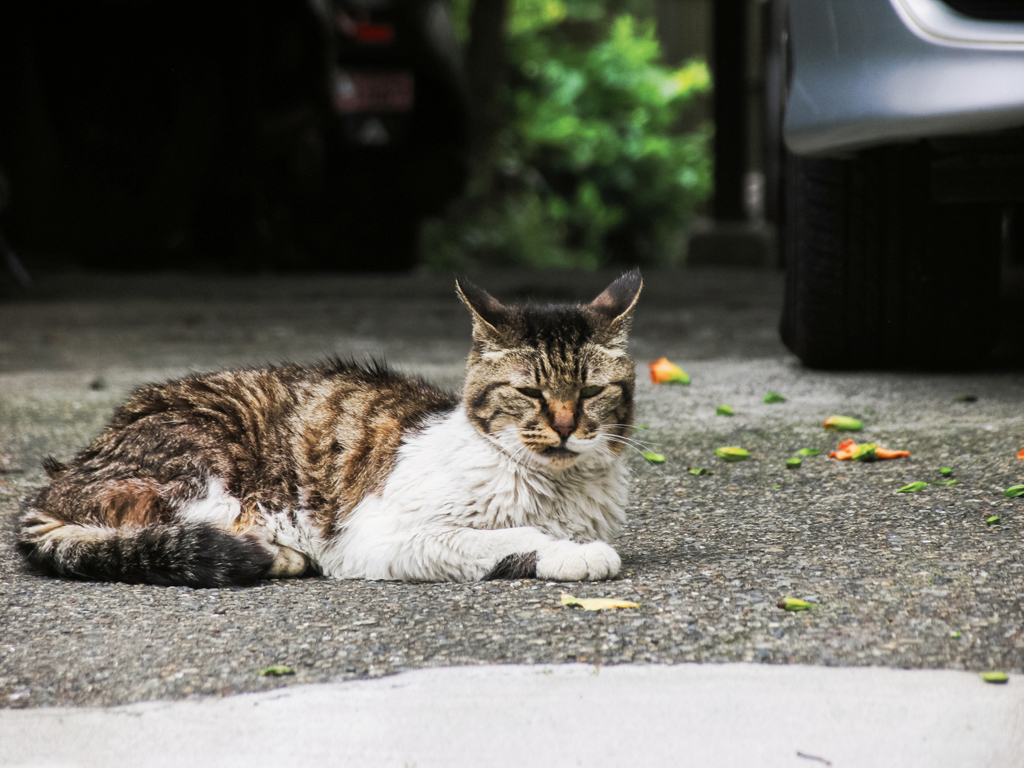 猫撮り散歩1752