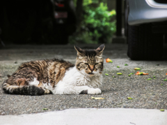 猫撮り散歩1752