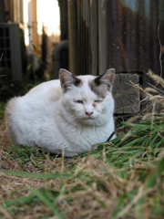 猫撮り散歩100