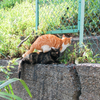 猫撮り散歩1839