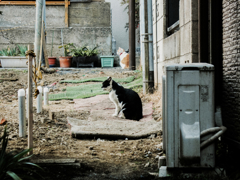猫撮り散歩1278