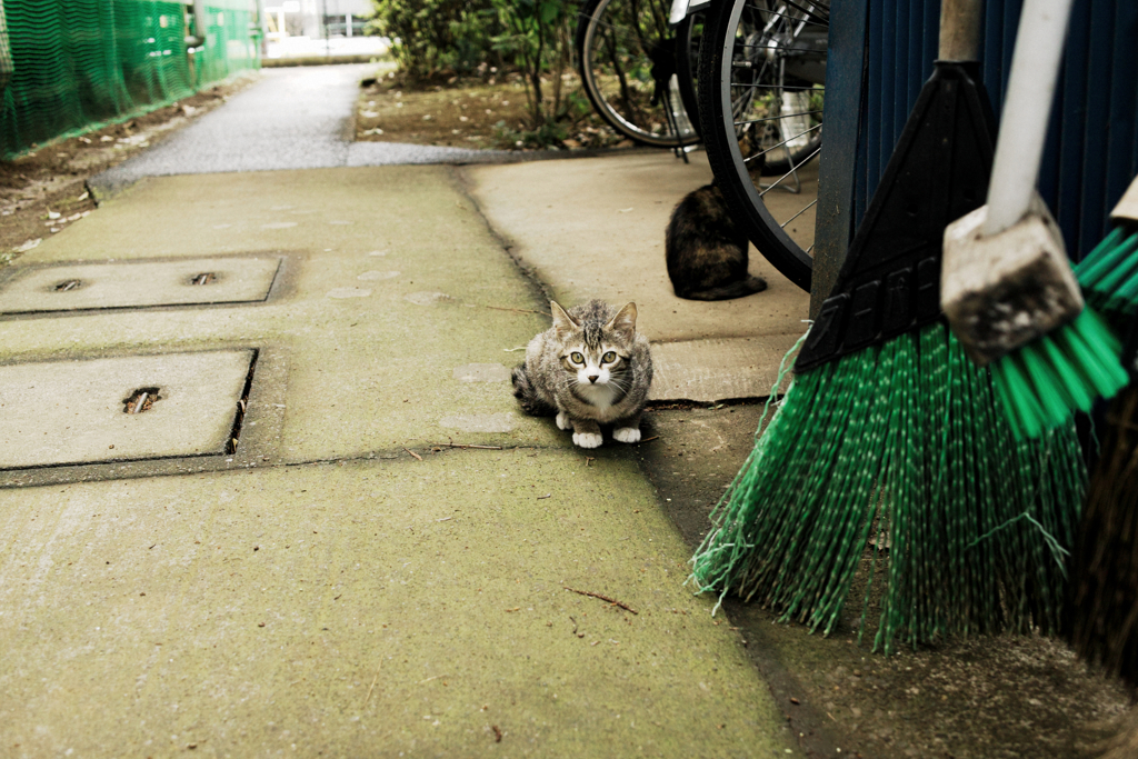 猫撮り散歩1385