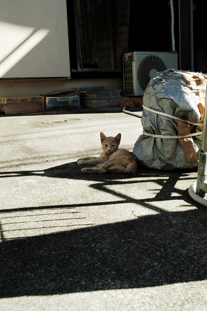 猫撮り散歩920