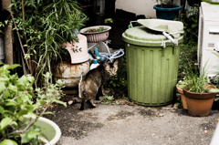 猫撮り散歩460