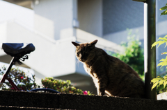 猫撮り散歩744