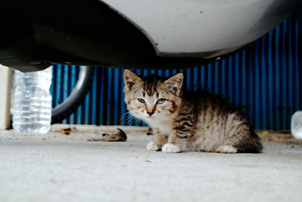 猫撮り散歩2373