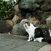 猫撮り散歩2416