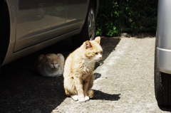 猫撮り散歩701