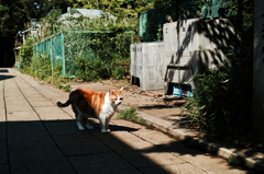 猫撮り散歩562