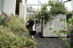 猫撮り散歩1269