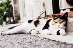 猫撮り散歩799