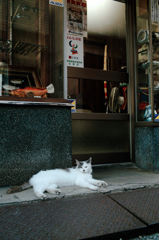猫撮り散歩578