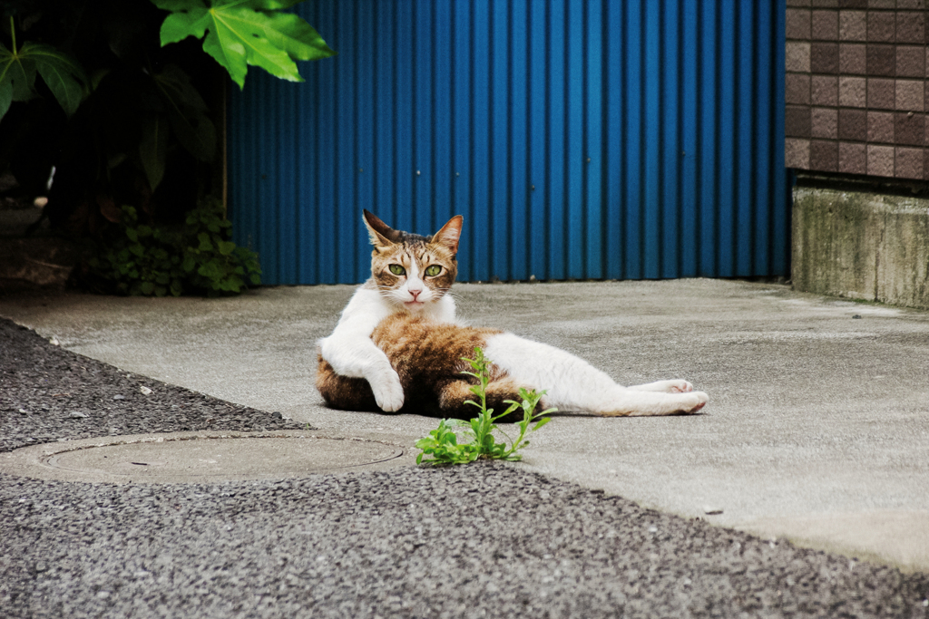 猫撮り散歩2301