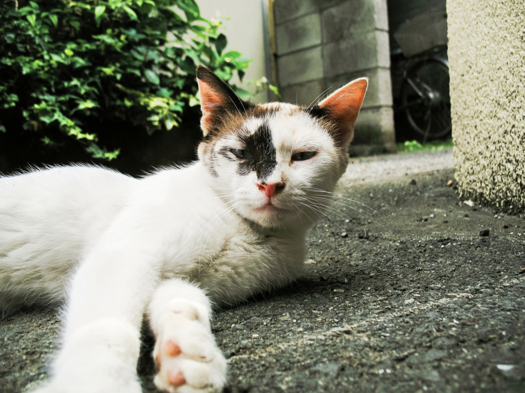 猫撮り散歩1700