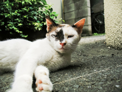 猫撮り散歩1700