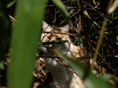 猫撮り散歩17