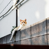 猫撮り散歩1853