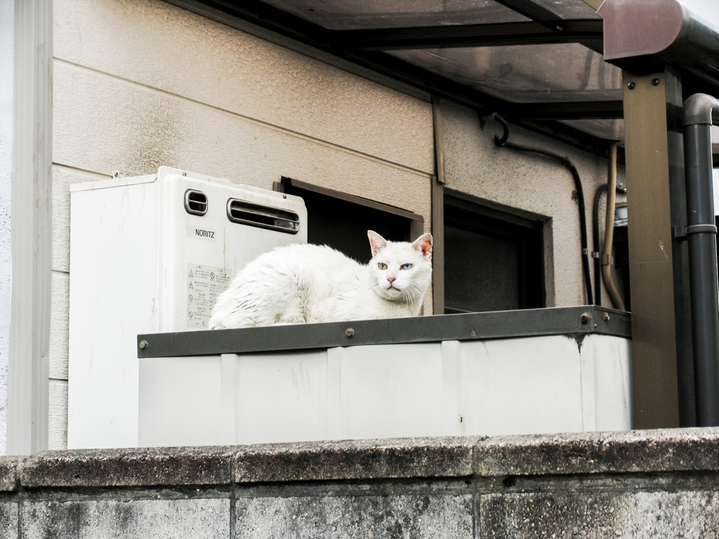 猫撮り散歩2026